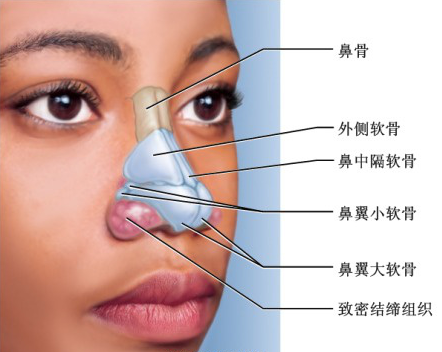 硅胶假体植入隆鼻 > 假体软骨二合一 让隆鼻更靠谱  先来说说鼻中隔