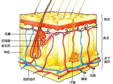 皮肤的解剖结构