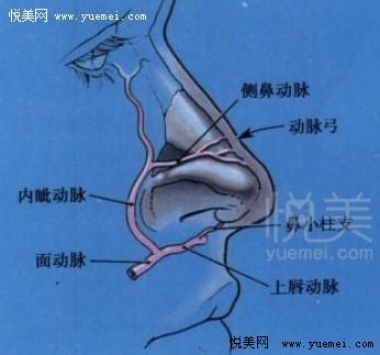 鼻部解剖结构