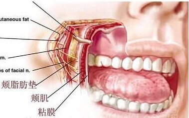 颊脂垫位置示意图